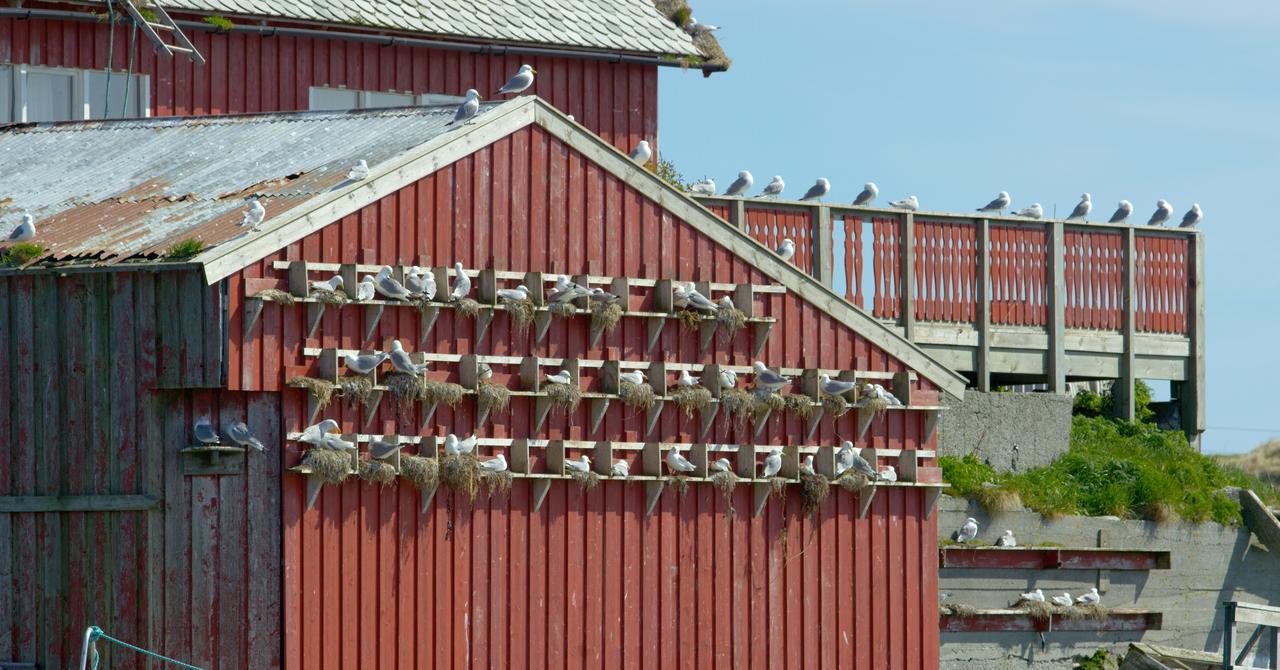 Hotel Fiskarheimen Havly, Røst Extérieur photo